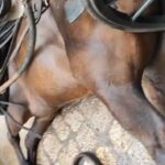 Convocan una nueva manifestación contra la "explotación" de caballos de galeras en Palma