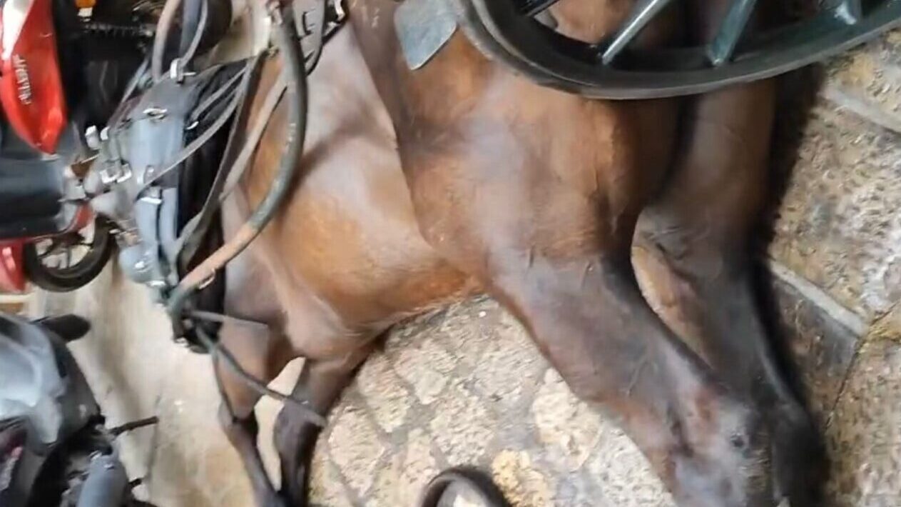 Convocan una nueva manifestación contra la "explotación" de caballos de galeras en Palma