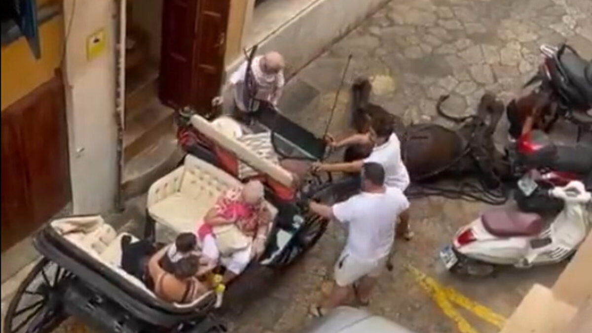 Pacma exige a Cort la suspensión del servicio de galeras tras el desplome de un caballo