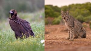 Fundación Endesa abre la convocatoria de su primera línea de ayudas a proyectos de biodiversidad