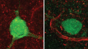 una mutacion genetica vinculada al autismo reduce los niveles de una hormona clave para la conducta social 68b83b89622ef 1024x511 1