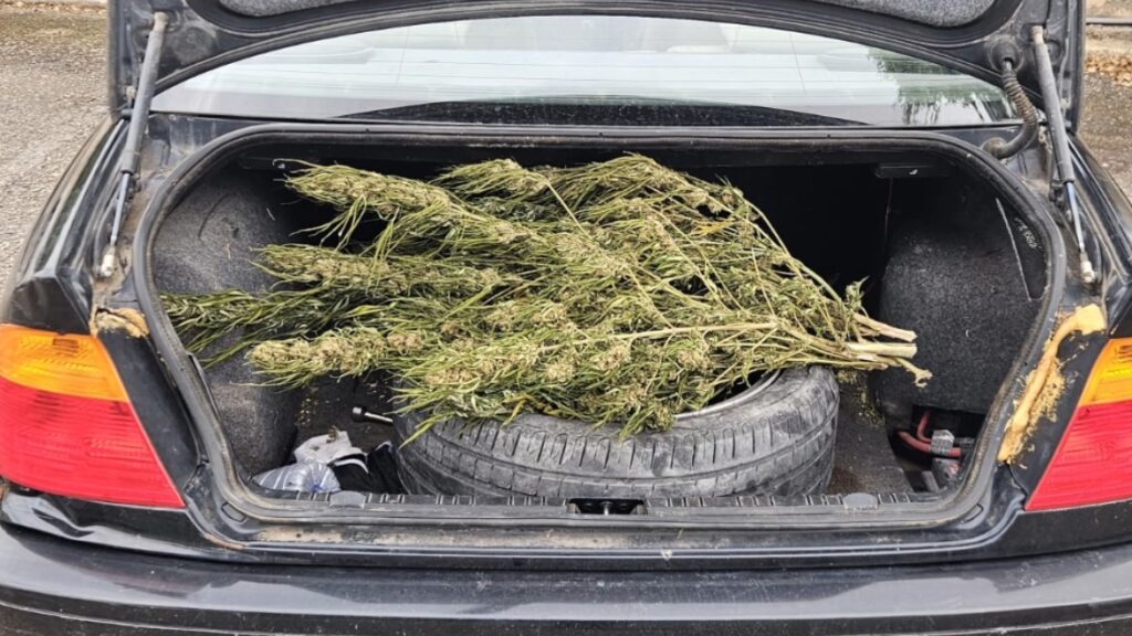 Sorprendido en Llucmajor conduciendo sin carnet y con el coche cargado de marihuana