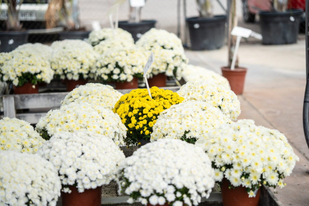 M&uacute;ltiples macetas con flores blancas y una amarilla en el centro