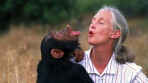 Jane Goodall interactuando con un chimpancé en la naturaleza