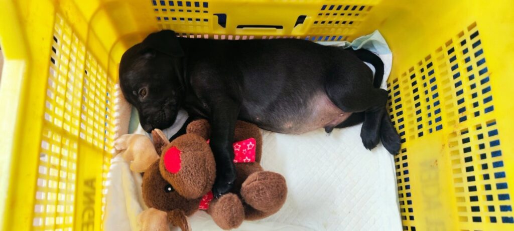Cachorro