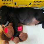 Cachorro
