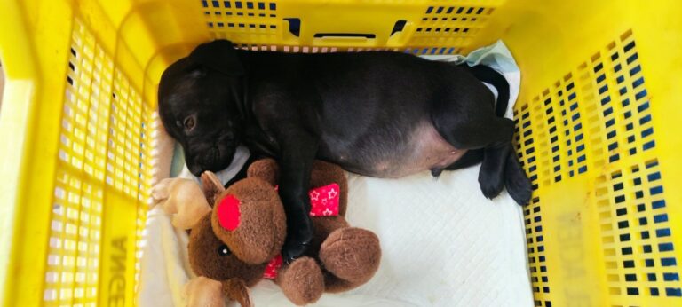 Cachorro