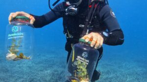 Liberan 70 caballitos de mar en Mallorca para reforzar las poblaciones del Mediterráneo