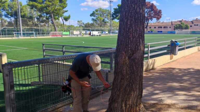 Técnico aplicando tratamiento en un árbol en Marratxí