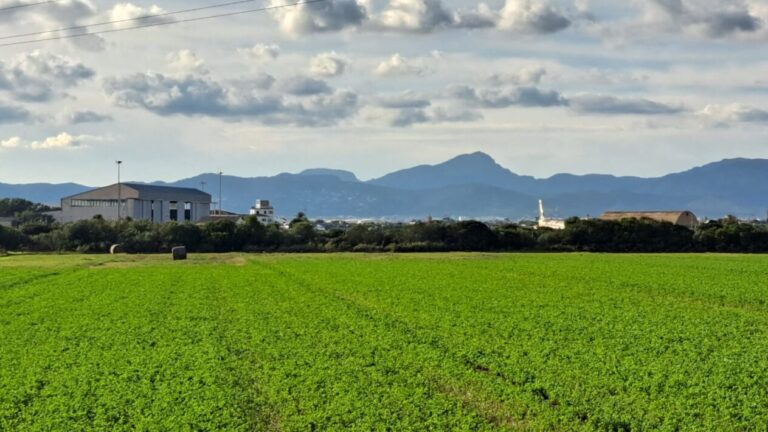 Lugar donde se construirá el depósito de munición en la Base Aérea de Son Sant Joan.