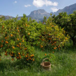 Huerto de naranjas en Sóller con montañas al fondo