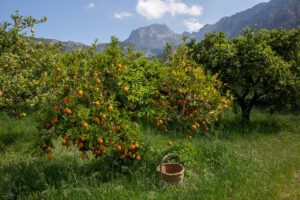 Huerto de naranjas en Sóller con montañas al fondo