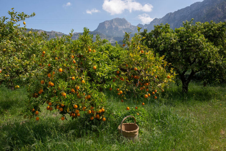 Huerto de naranjas en Sóller con montañas al fondo