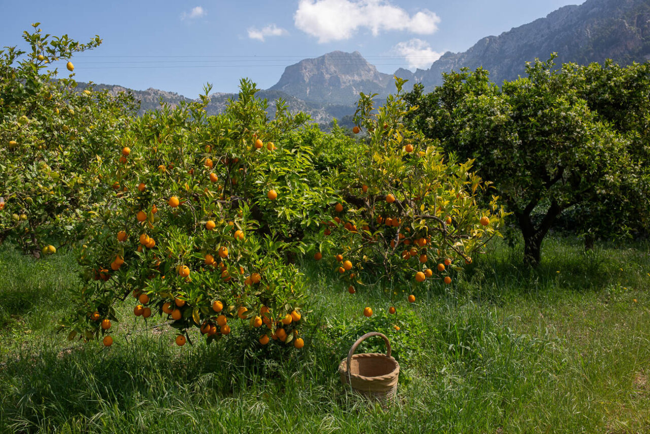 Huerto de naranjas en Sóller con montañas al fondo