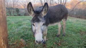 Un burro muere atropellado frente a la UIB