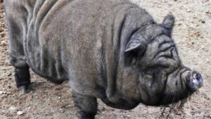 Cerdo vietnamita que fue atropellado en Palma