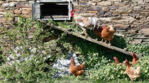 Confinan aves de corral en14 municipios de Baleares para evitar la propagación de la gripe aviar