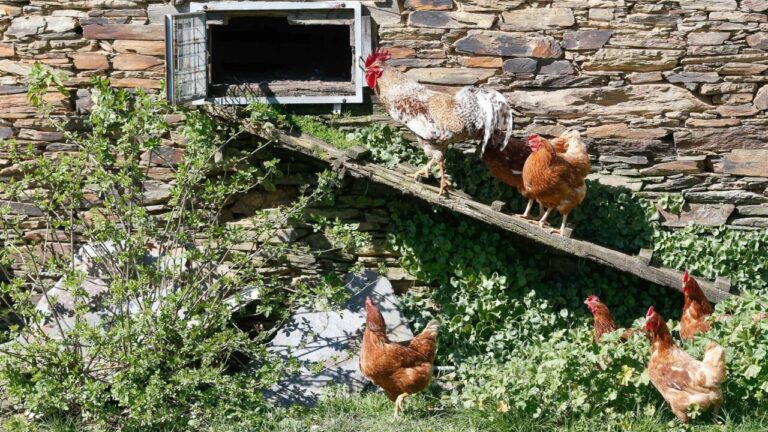 Confinan aves de corral en14 municipios de Baleares para evitar la propagación de la gripe aviar