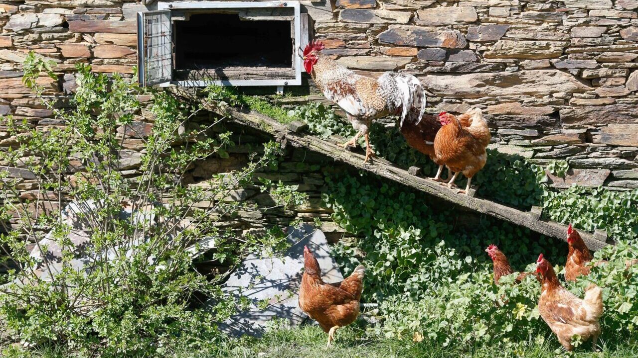 Confinan aves de corral en14 municipios de Baleares para evitar la propagaci&oacute;n de la gripe aviar