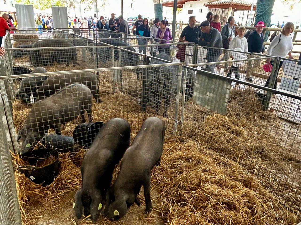 Visitantes observando cerdos en la feria Dijous Bo 2025 en Inca