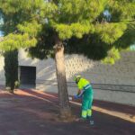Palma aplica endoterapia a más de 2.400 pinos