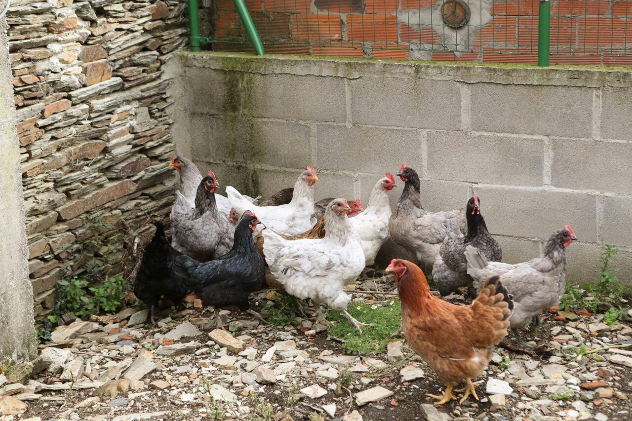 Grupo de gallinas de diferentes razas en un entorno rural
