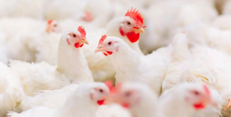 Gallinas en un corral, relacionadas con la gripe aviar y salud pública.