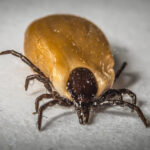 Garrapata en primer plano, importante en enfermedades animales.