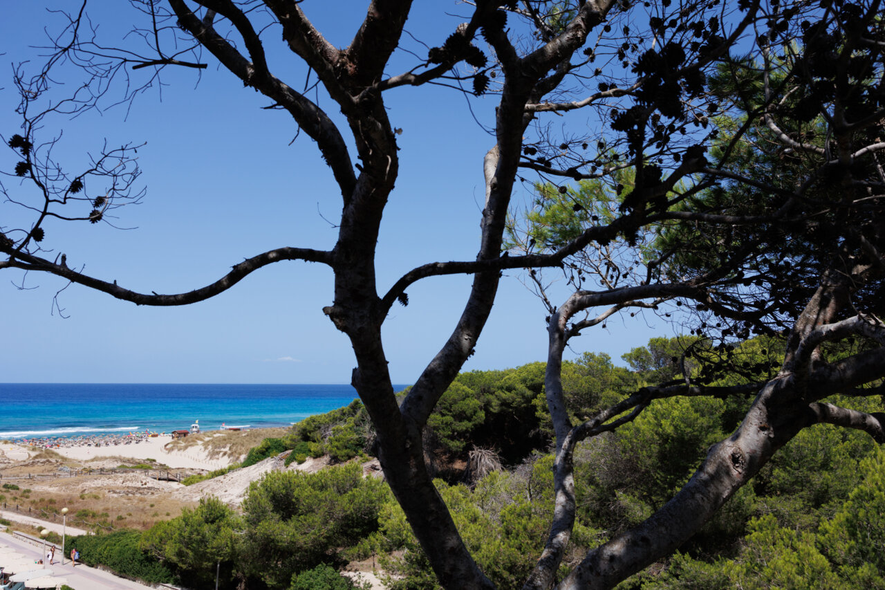Vista de la playa de Mallorca con árboles en primer plano