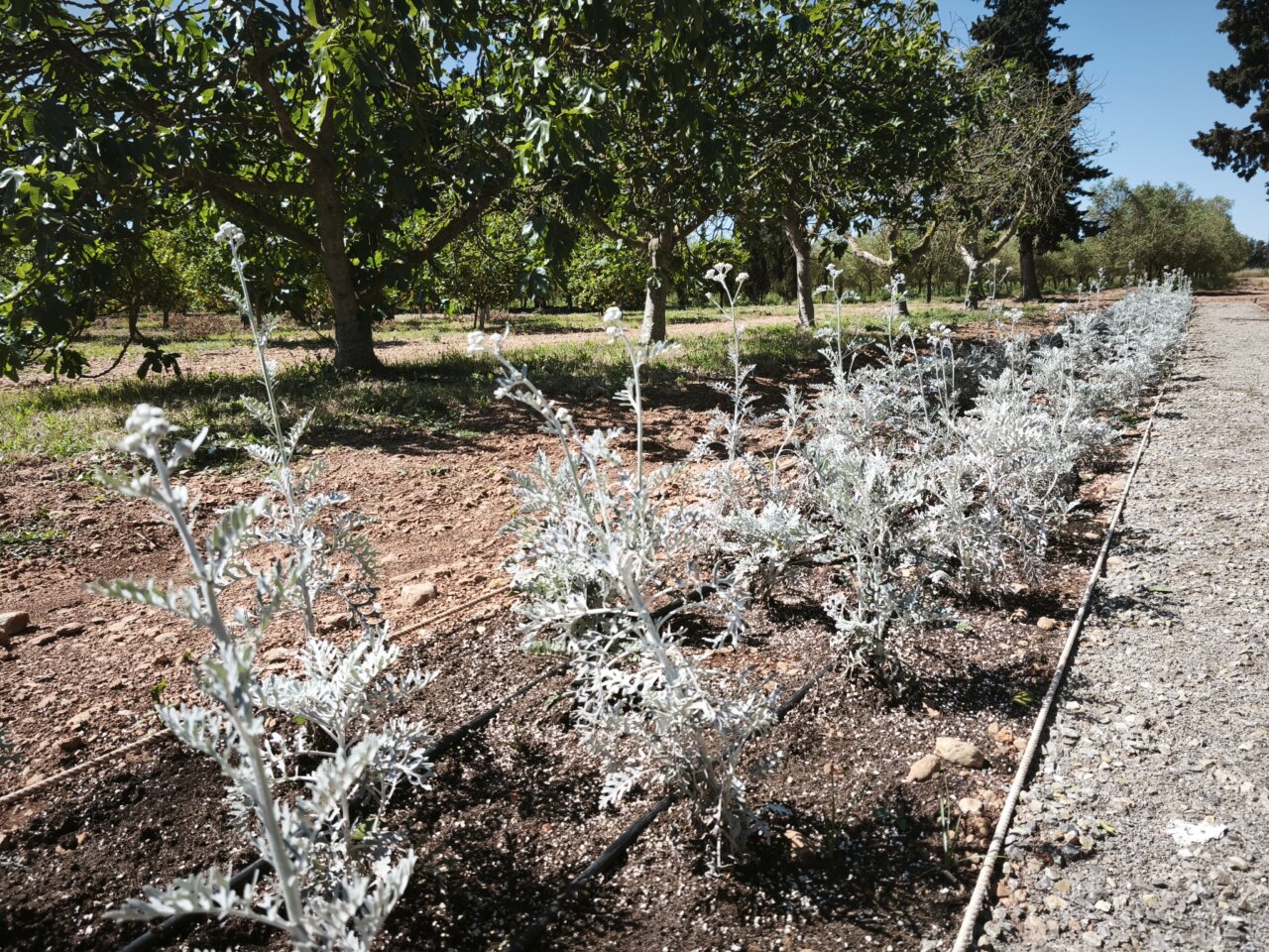 Filas de plantas en un jardín en Mallorca con árboles al fondo