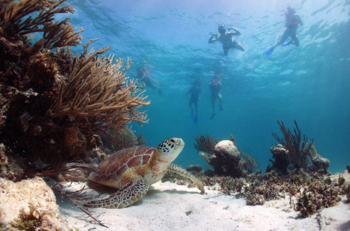 Tortuga marina nadando en el arrecife de la Riviera Maya