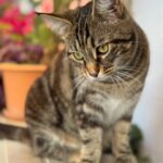 Calvià agota las ayudas para esterilizar e identificar gatos tras una participación récord