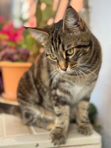 Calvi&agrave; agota las ayudas para esterilizar e identificar gatos tras una participaci&oacute;n r&eacute;cord