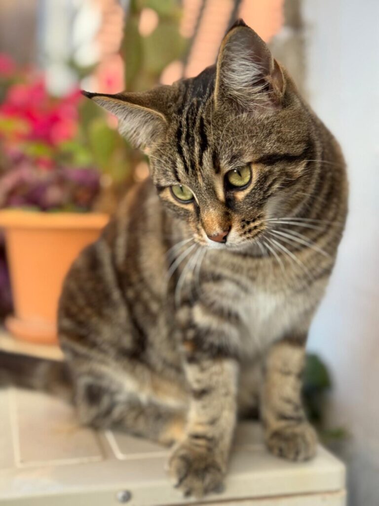 Calvià agota las ayudas para esterilizar e identificar gatos tras una participación récord