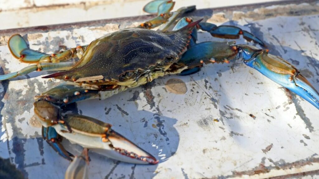 Cangrejo azul sobre una superficie blanca con detalles visibles.