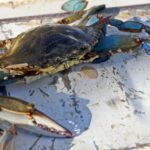 Cangrejo azul sobre una superficie blanca con detalles visibles.