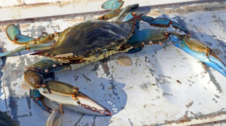Cangrejo azul sobre una superficie blanca con detalles visibles.