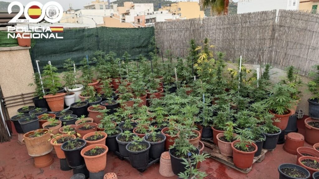 Plantación de marihuana en un balcón con muchas macetas