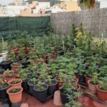 Plantación de marihuana en un balcón con muchas macetas