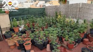 Plantaci&oacute;n de marihuana en un balc&oacute;n con muchas macetas