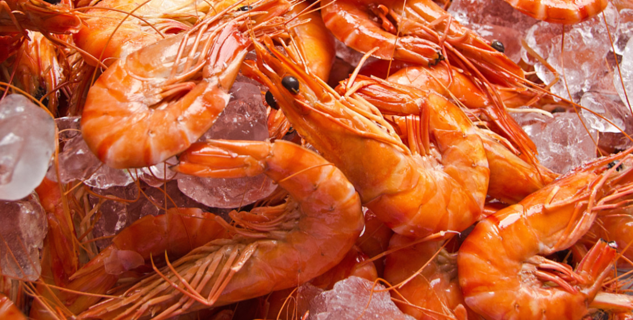Gambas frescas sobre hielo, un plato t&iacute;pico navide&ntilde;o en Espa&ntilde;a.