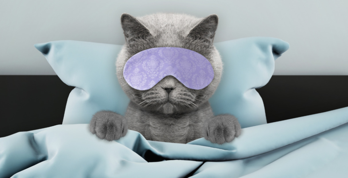 Gato con antifaz descansando en la cama