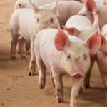 Grupo de cerdos en un entorno rural mostrando su comportamiento social.