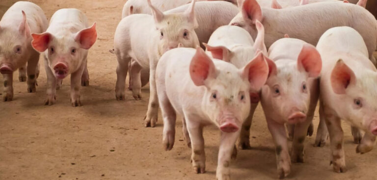 Grupo de cerdos en un entorno rural mostrando su comportamiento social.