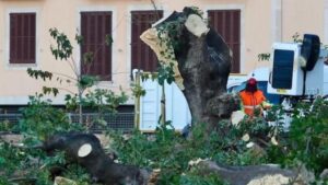 Operario realizando la tala de un &aacute;rbol bellasombra en Palma