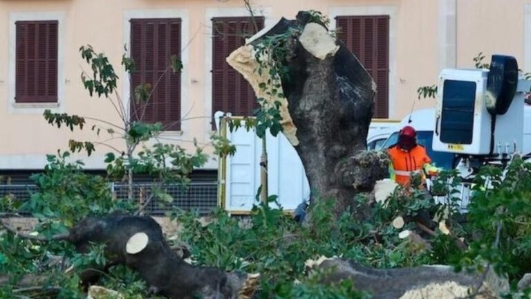 Operario realizando la tala de un árbol bellasombra en Palma