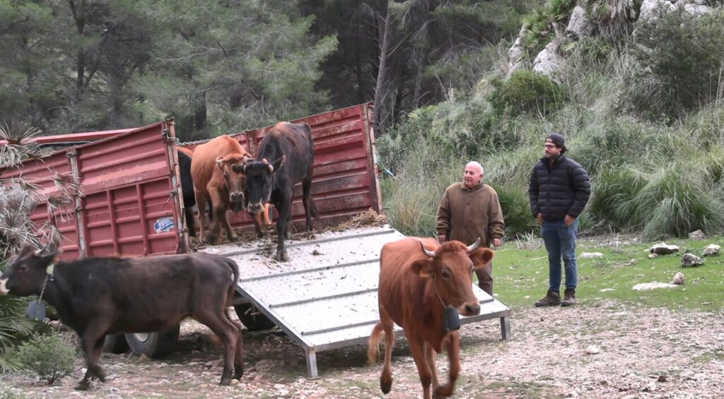 Vacas de raza mallorquina siendo liberadas en la finca pública de Galatzó