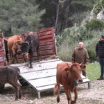 Vacas de raza mallorquina siendo liberadas en la finca pública de Galatzó