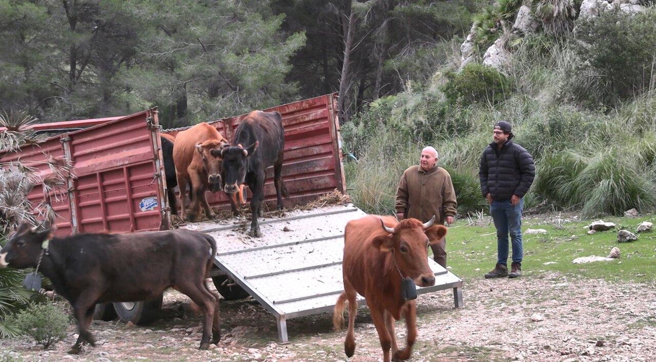 Vacas de raza mallorquina siendo liberadas en la finca p&uacute;blica de Galatz&oacute;