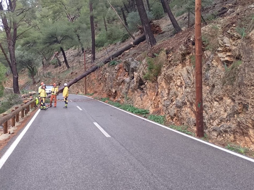 Árbol caído en una carretera de Mallorca tras un temporal